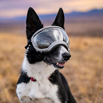 Gallatin Grey Dog Goggles on dog