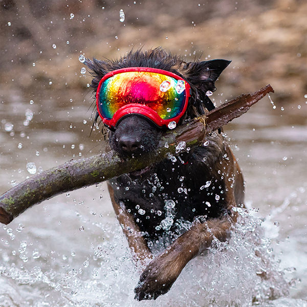 Rex Specs goggle on dog in water